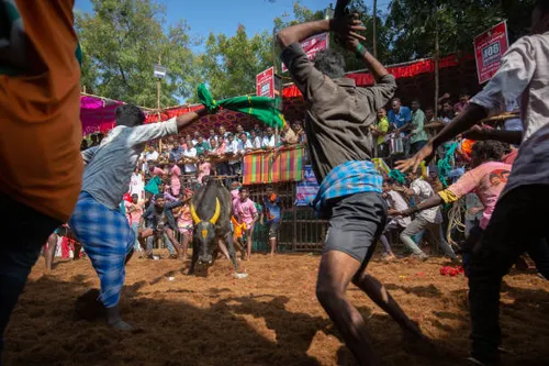 Madurai Jallikattu-2